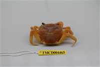 藏品(拉氏清溪蟹)的圖片